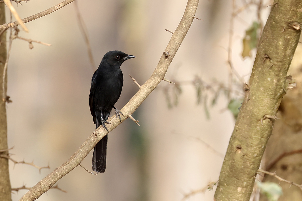 Northern Black Flycatcher